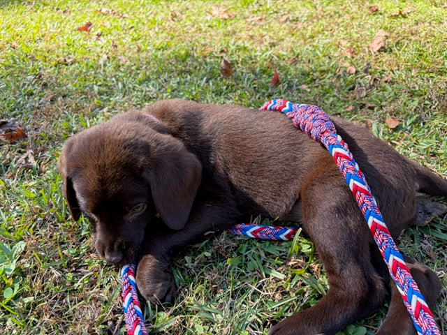 12 Strand Herringbone Paracord 6ft Leash